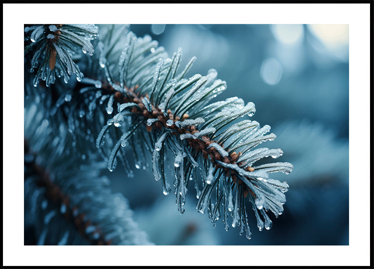Frost-Kissed Pine-poster