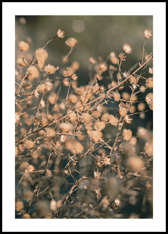 Strandbloemen_003 Poster