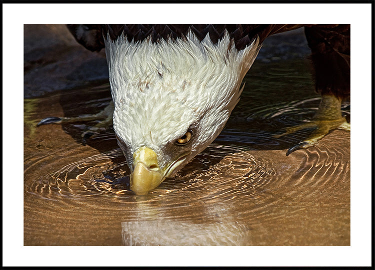 Koel drankje op een warme dag-poster