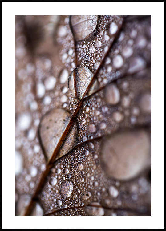 Herfst Regen