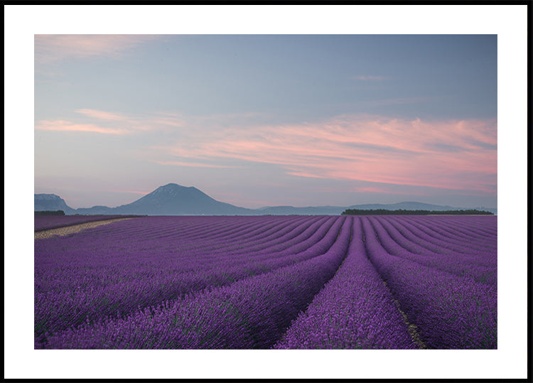 Lavendel veld