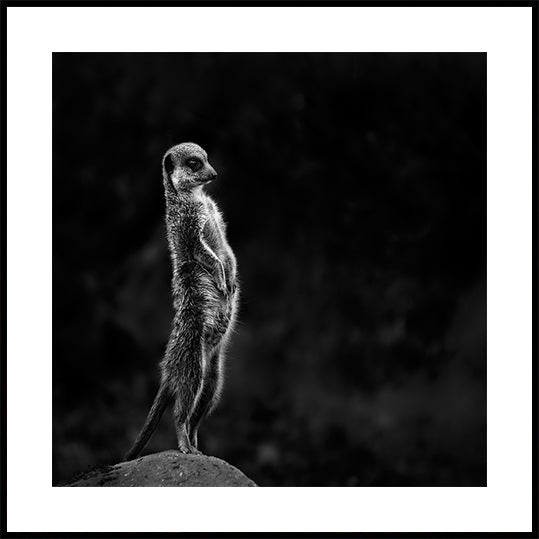 De meerkat-poster
