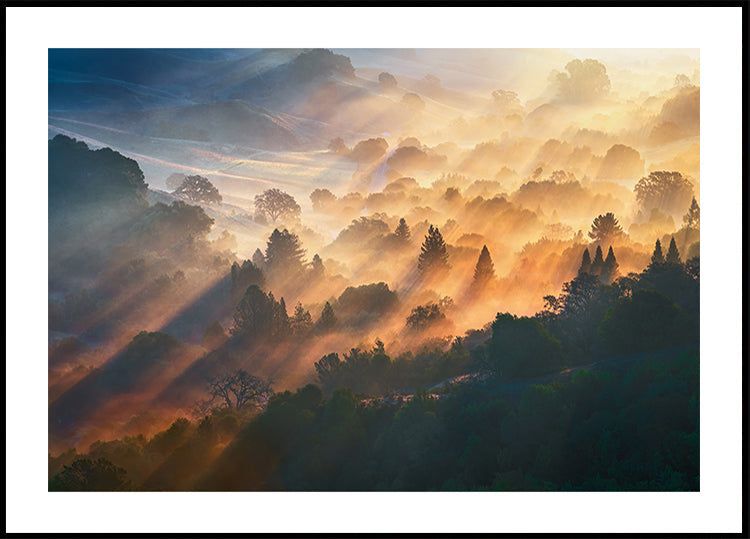 Ochtend lichte poster