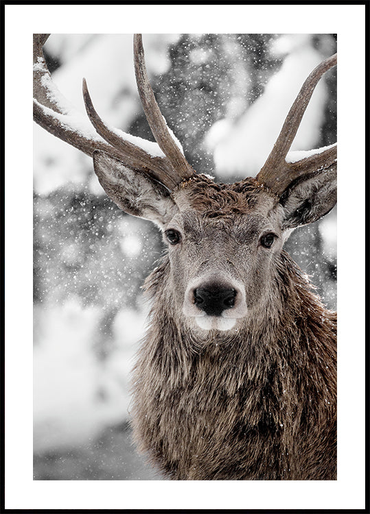 Winter Stag Plakat
