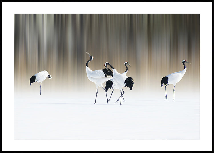 Poster met rode kuif witte kraanvogels