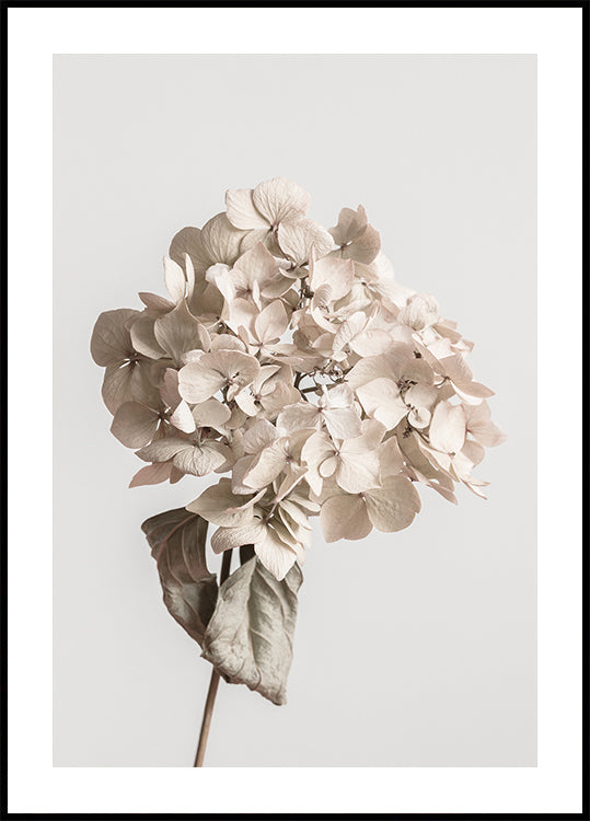 Beige gedroogde bloemposter