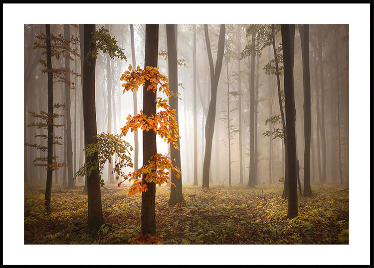 In novemberlicht