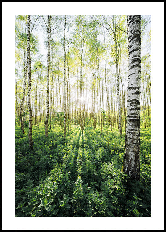 Birch Grove verticaal