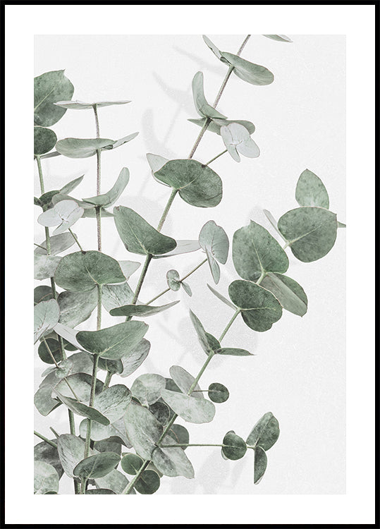 Eucalyptus nr. 2-poster
