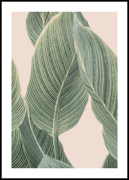 Calla blad