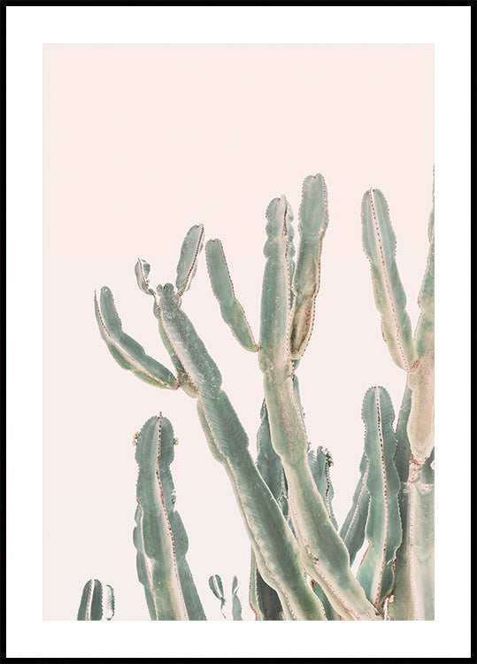 Zonsopgangcactus