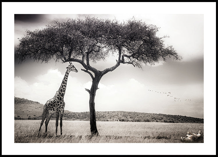 onder de Afrikaanse zonposter