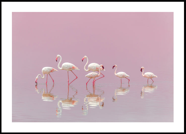 Flamingo's-poster