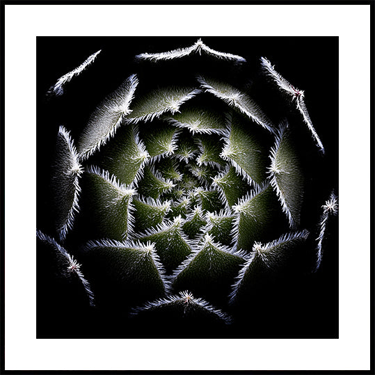 Sempervivum rozetposter