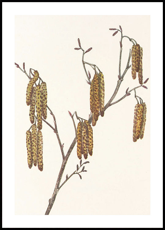 Hazel Els (alnus Regosa) van Noord-Amerikaanse wilde bloemen (1925) door Mary Vaux Walcott. Affiche