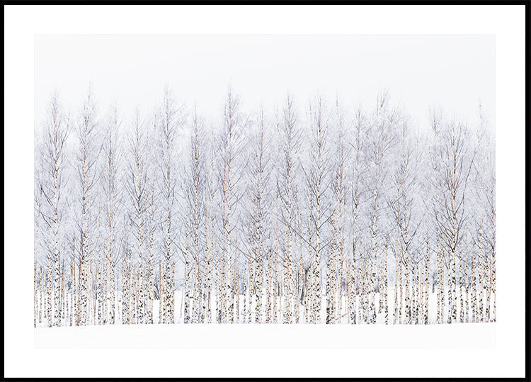 Winter birches Plakat