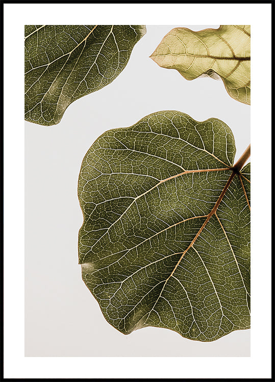 Leaf Vein Tapestry (NEW) - Posterbox