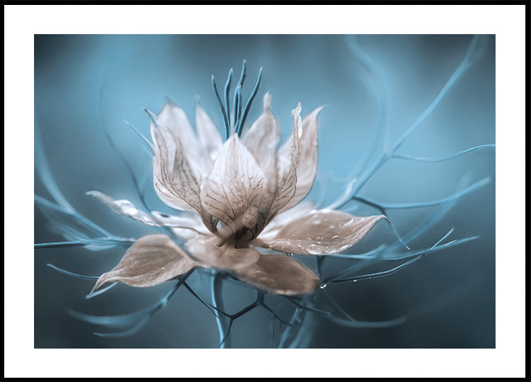 *Nigella*-poster