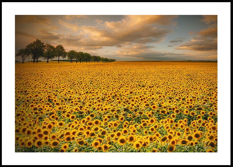 Zonnebloemen