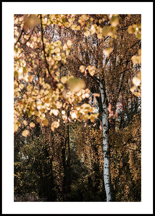 Herfst Berkenboom