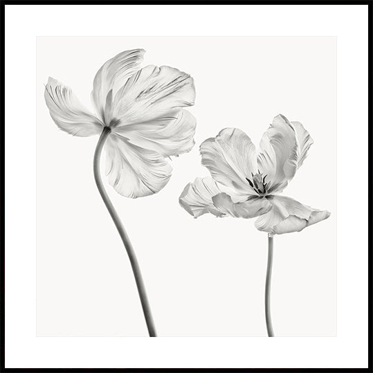 Dezelfde tulpenposter