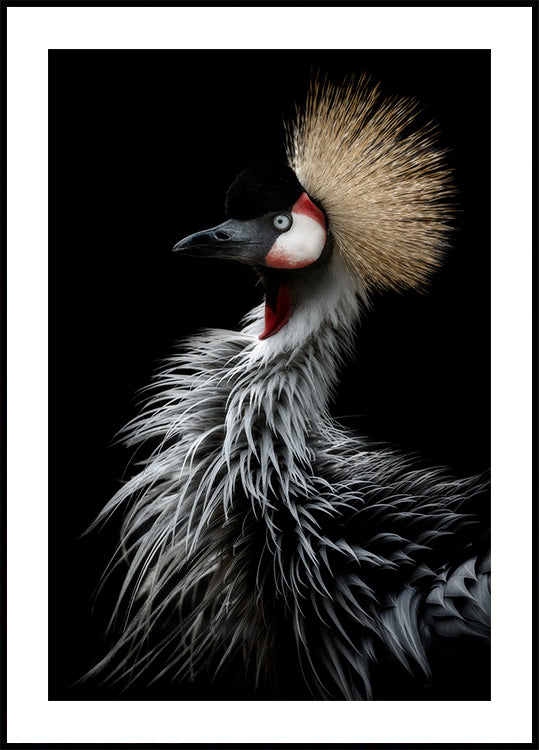 Portret van de gekroonde kraanvogel