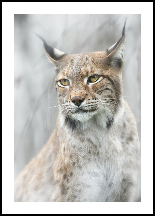 Lynxportret in de mistposter
