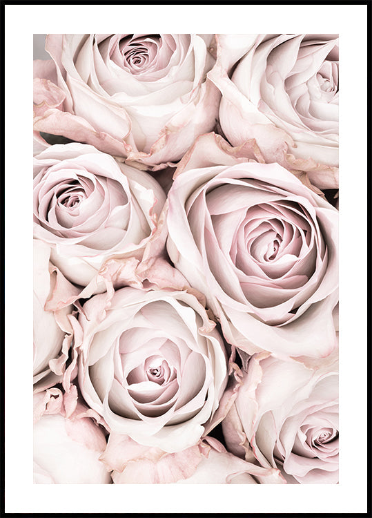 Roze rozen nr. 01