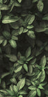 Garden Green No. 1 Plakat - Posterbox.dk