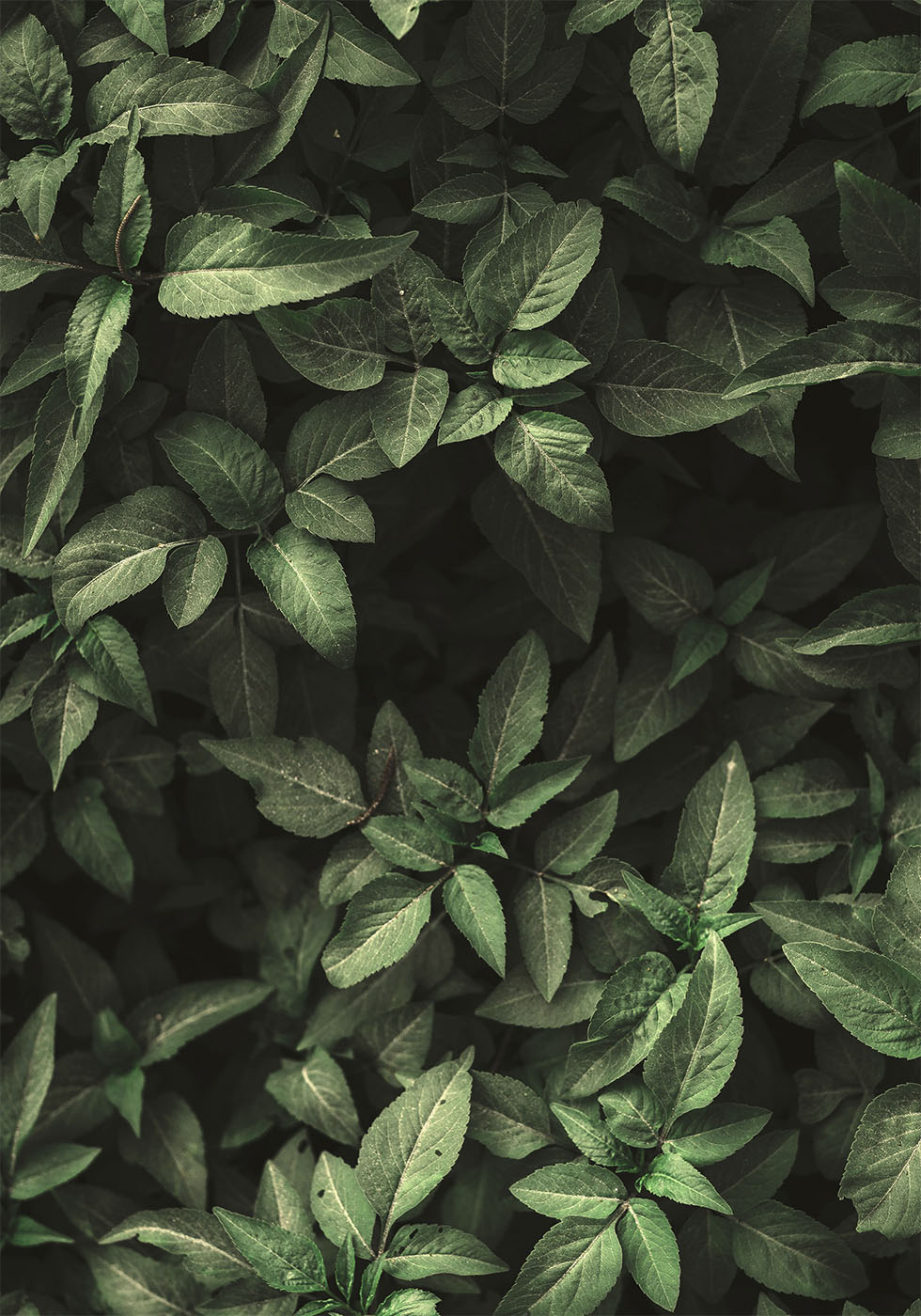 Garden Green No. 1 Plakat - Posterbox.dk