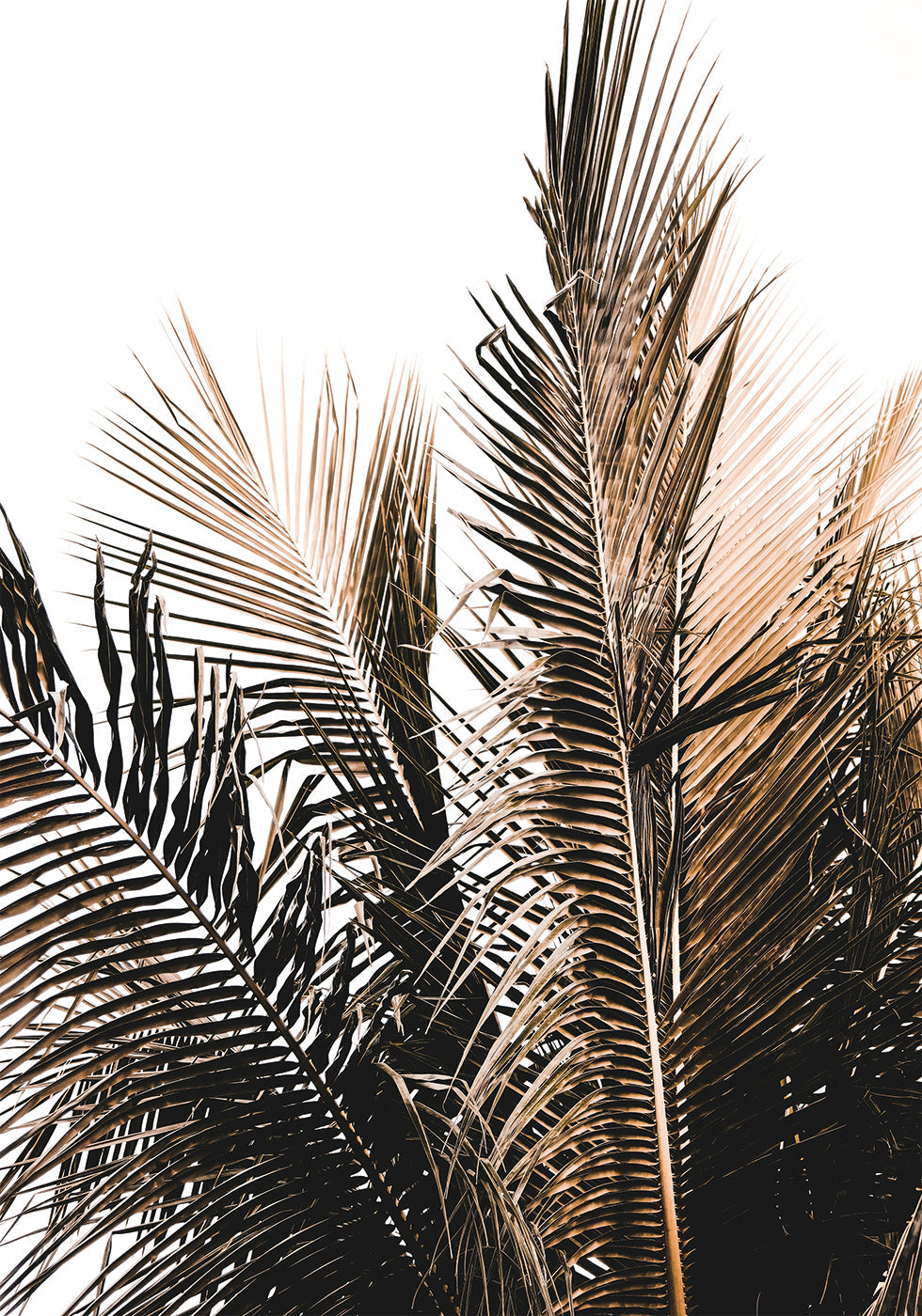 Palm Leaves No. 1 Plakat - Posterbox.dk