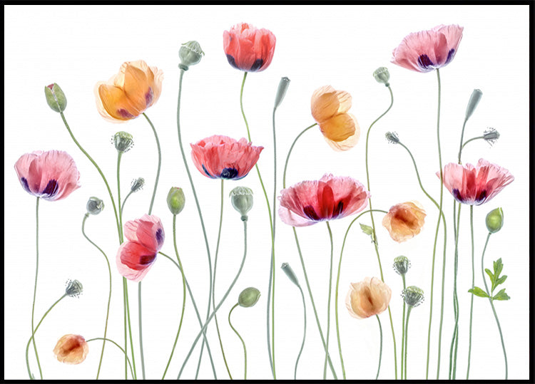 Papaver feestje