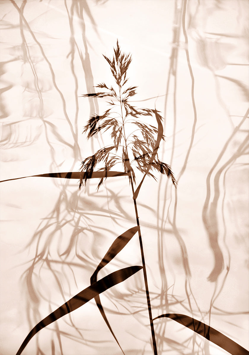 Riet reflectie Poster