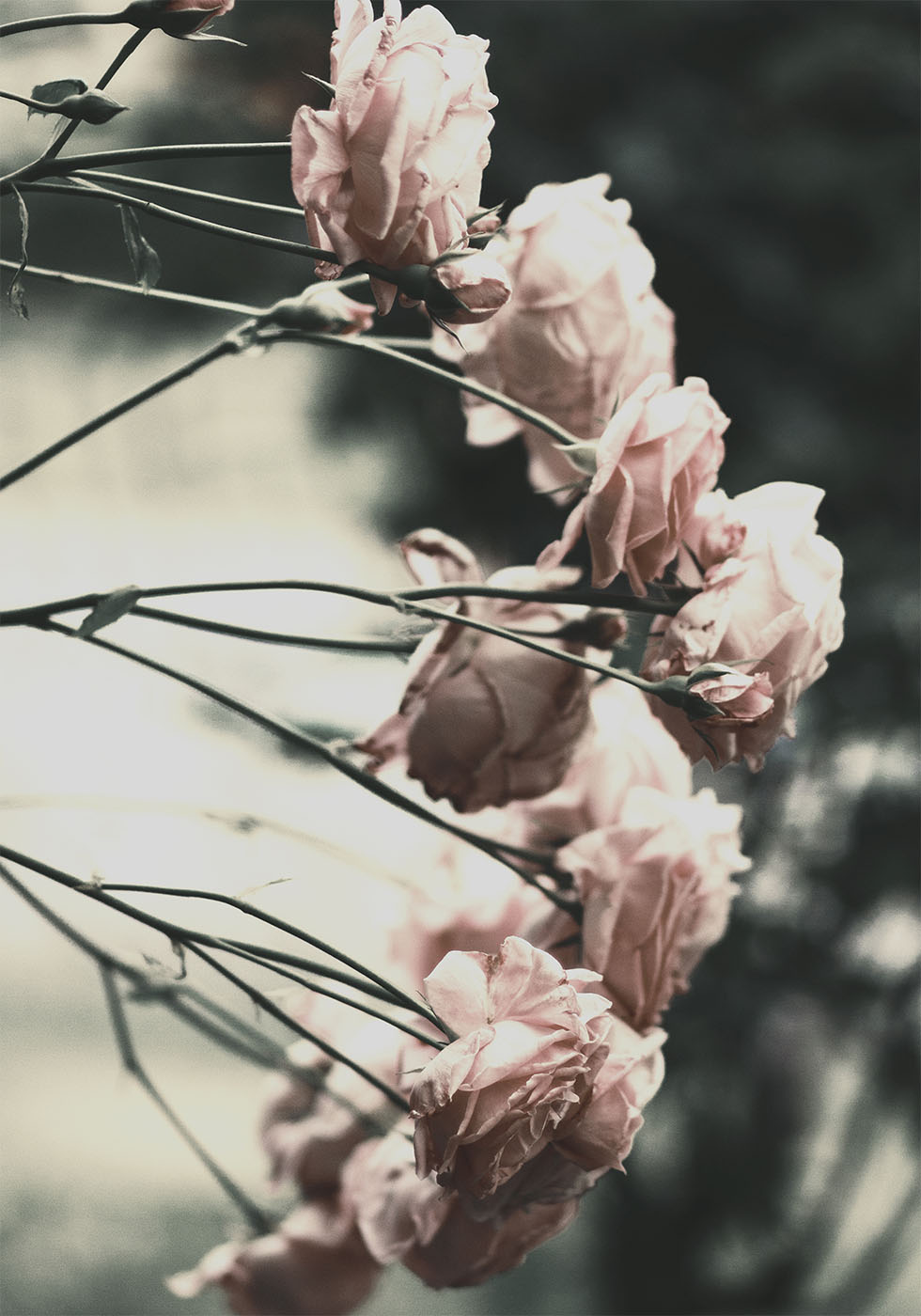 Rozenstruik Poster - Posterbox.dk