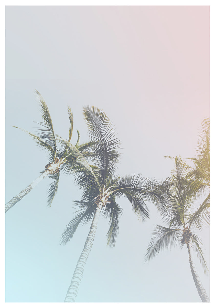 Pastel Palms Bliss (NEW) - Posterbox