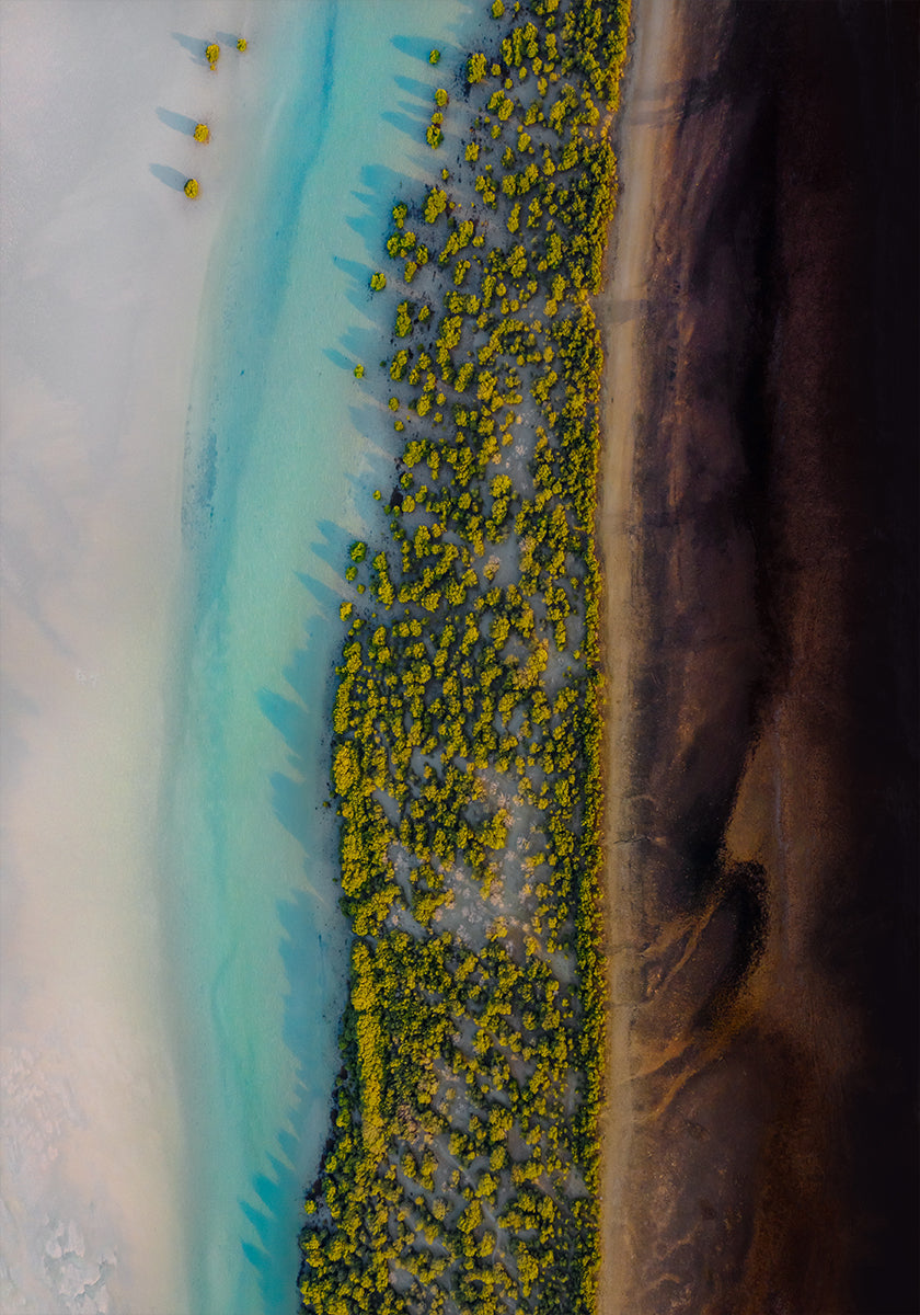 Mangrove Symphony (NEW) - Posterbox