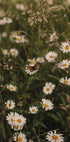 Chamomile and Butterfly Plakat - Posterbox.dk