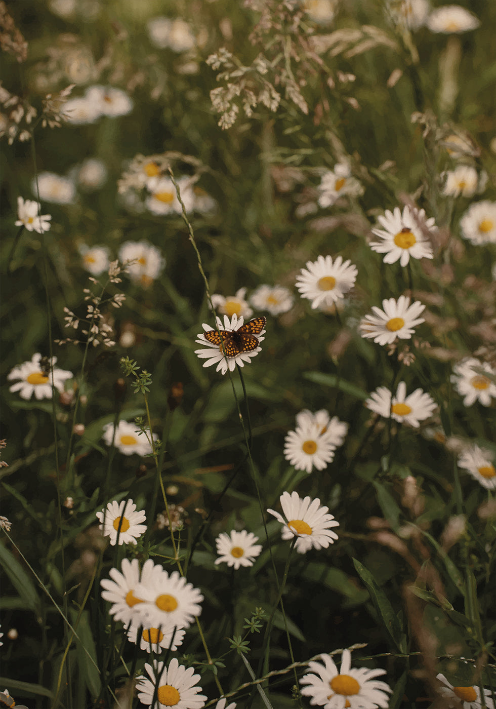 Chamomile and Butterfly Plakat - Posterbox.dk