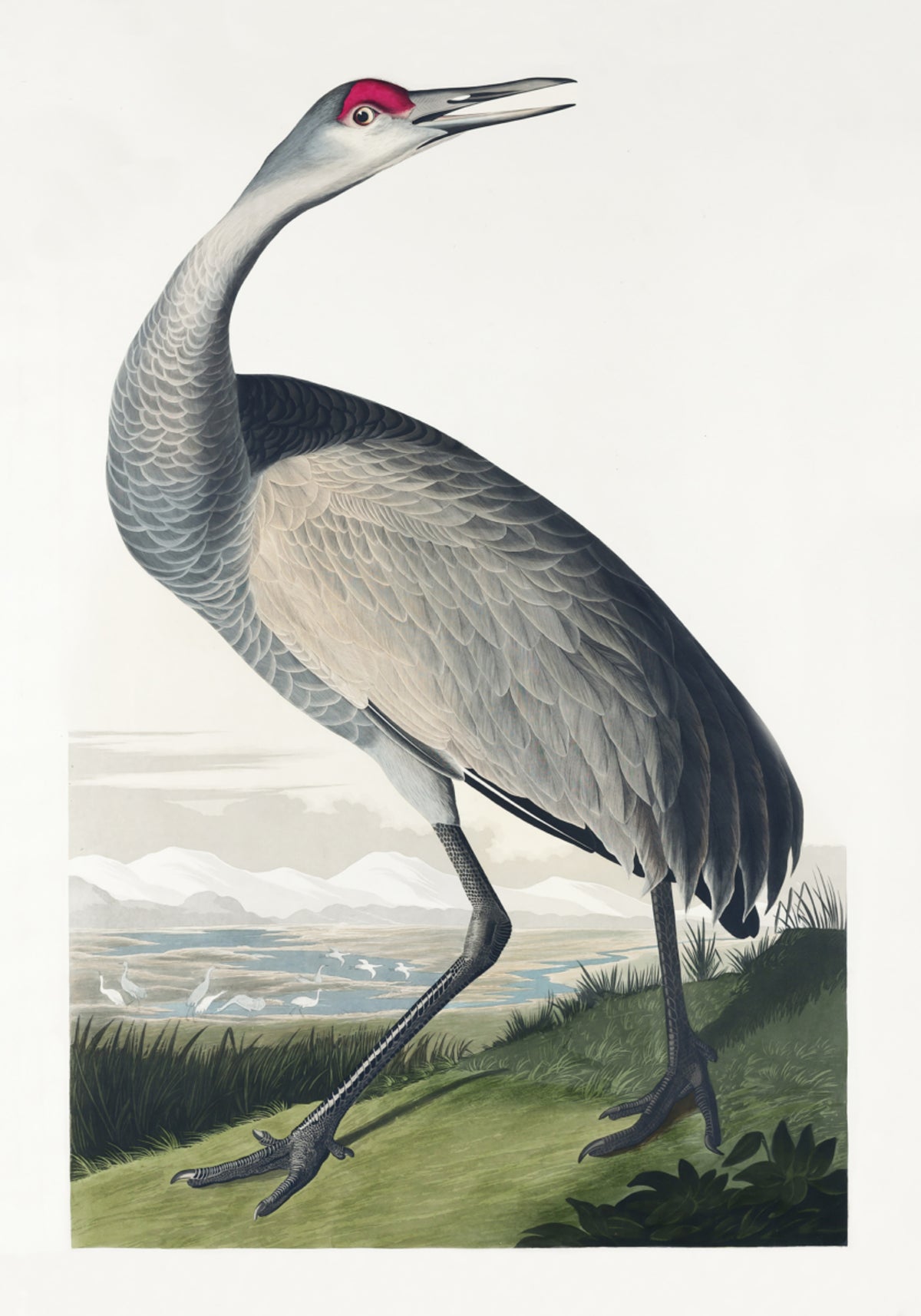 Gierende kraanvogel uit Birds of America (1827)