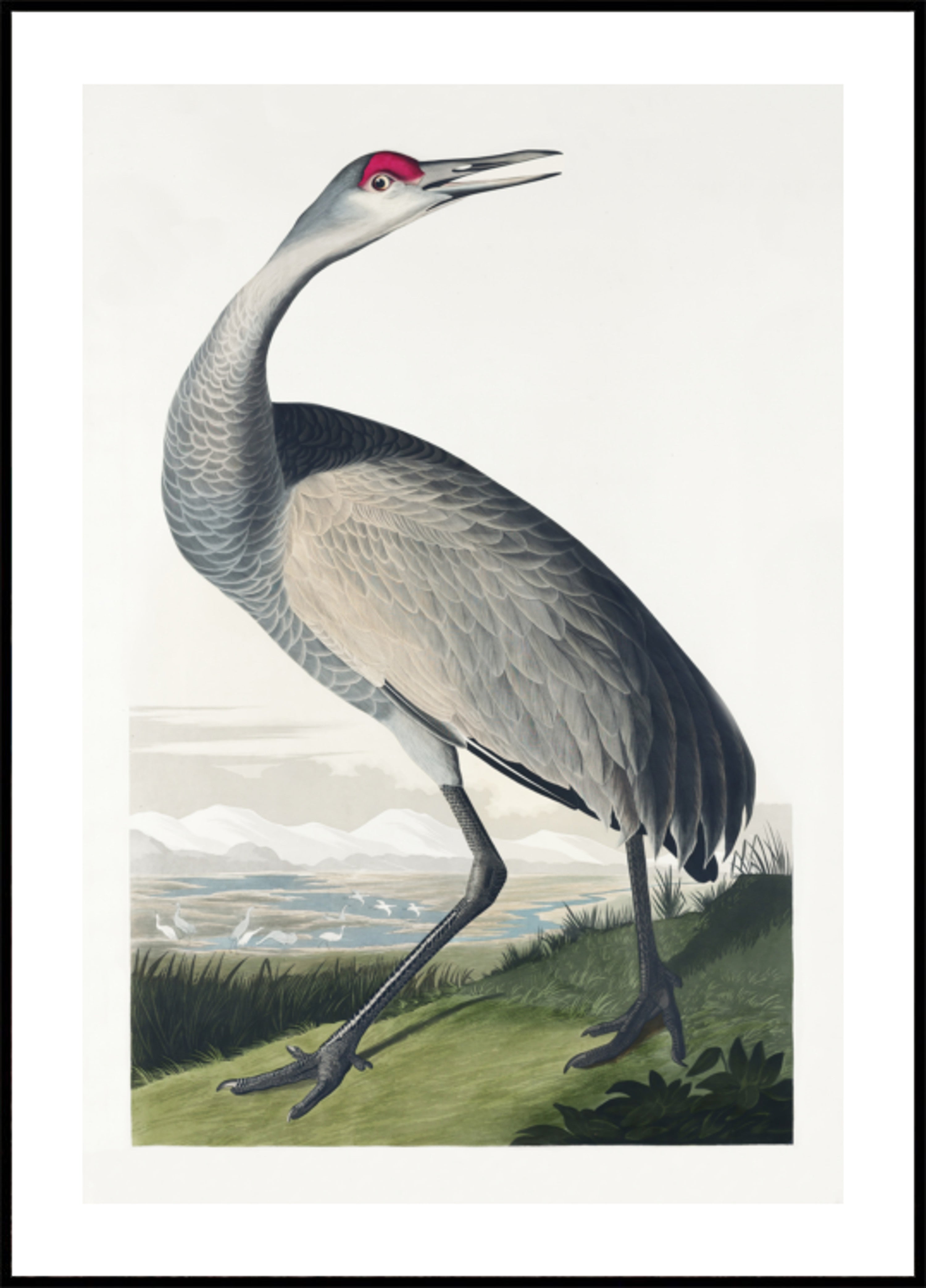 Gierende kraanvogel uit Birds of America (1827)