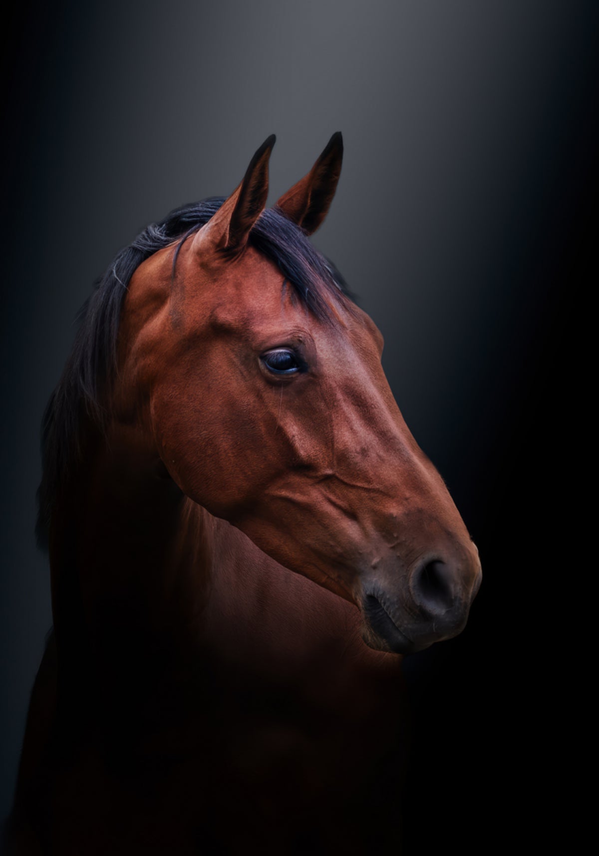 Noble Bay-paardportret