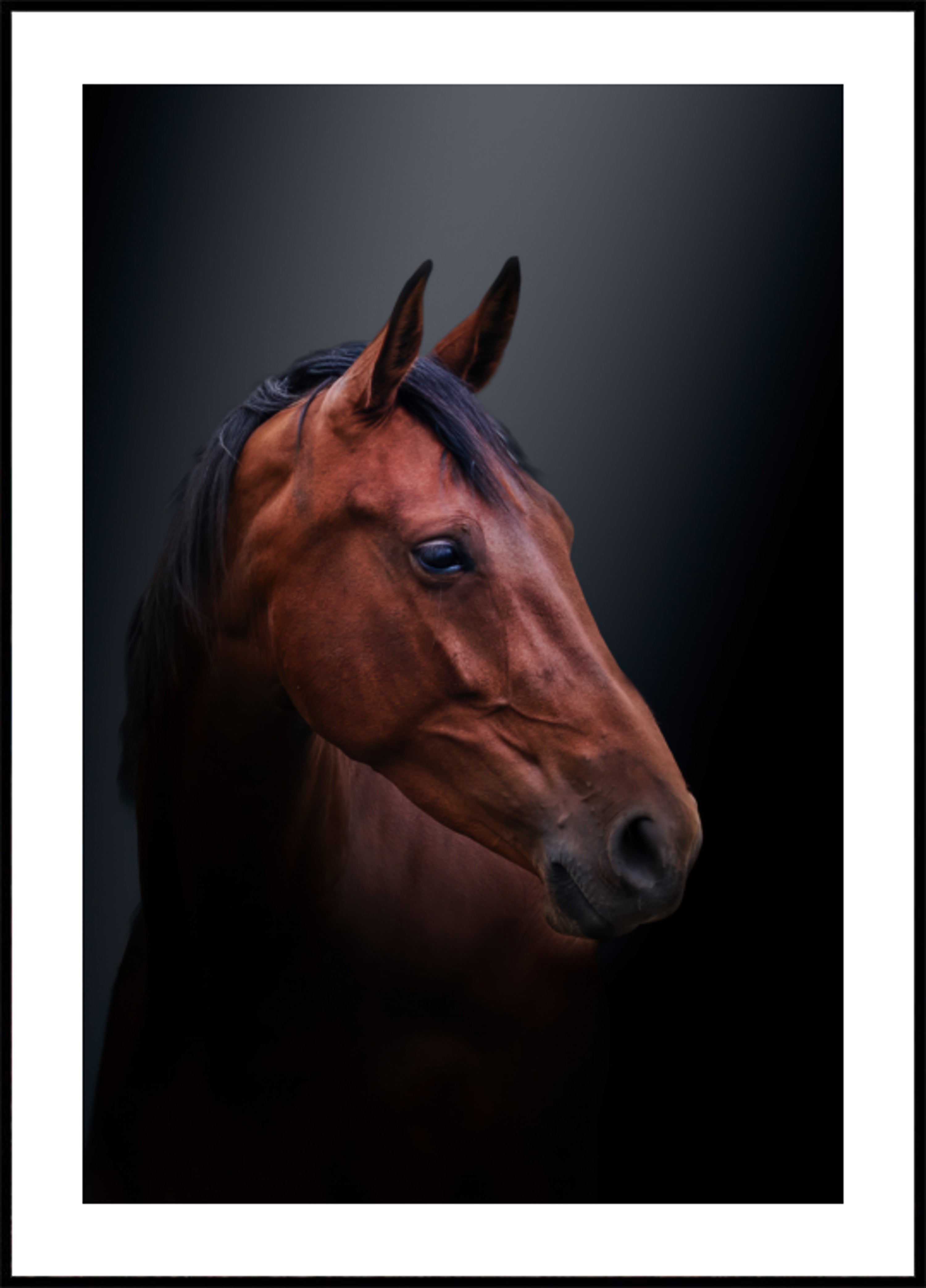 Noble Bay-paardportret