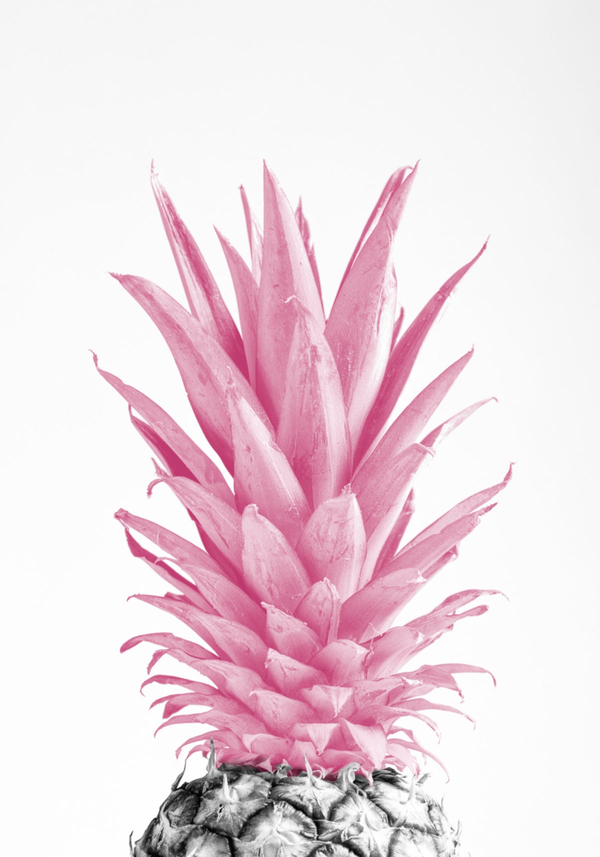 Tropische roze ananas