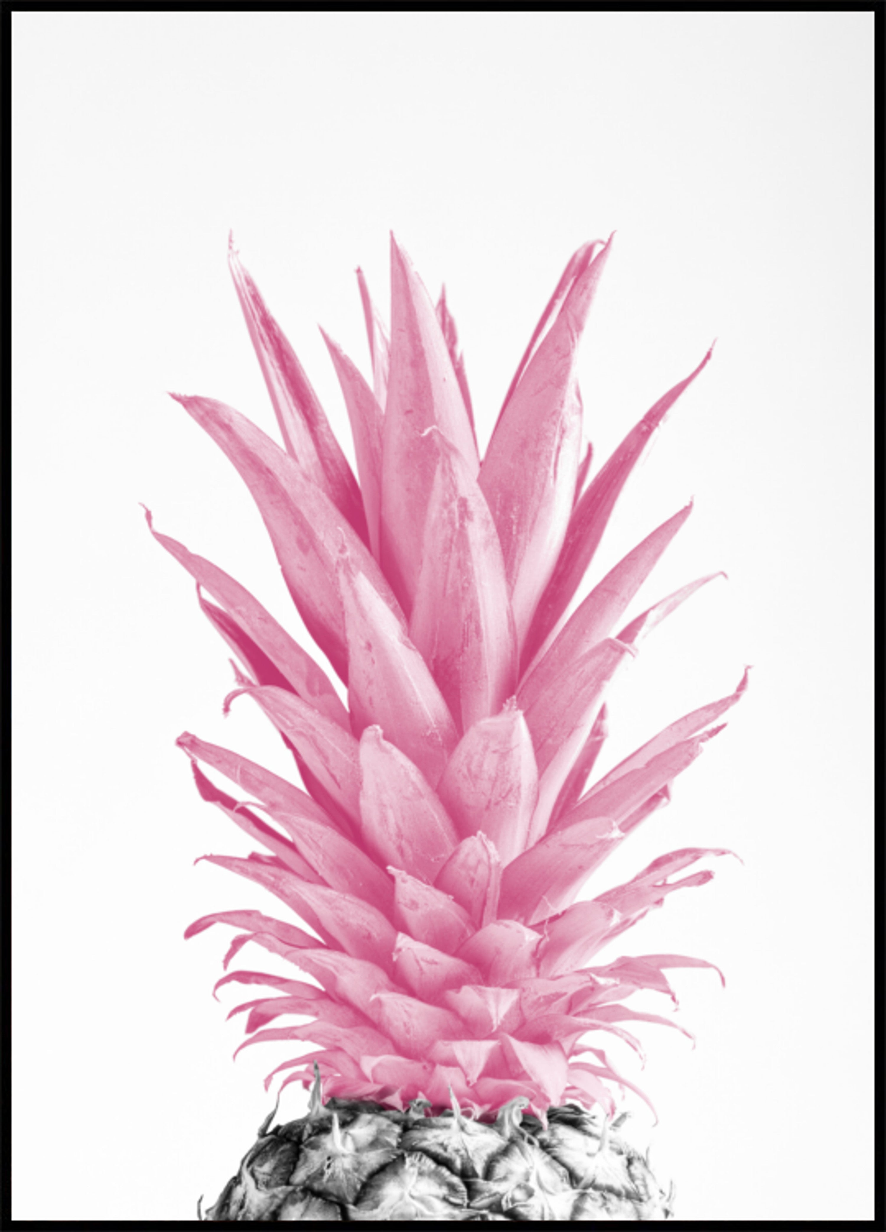 Tropische roze ananas