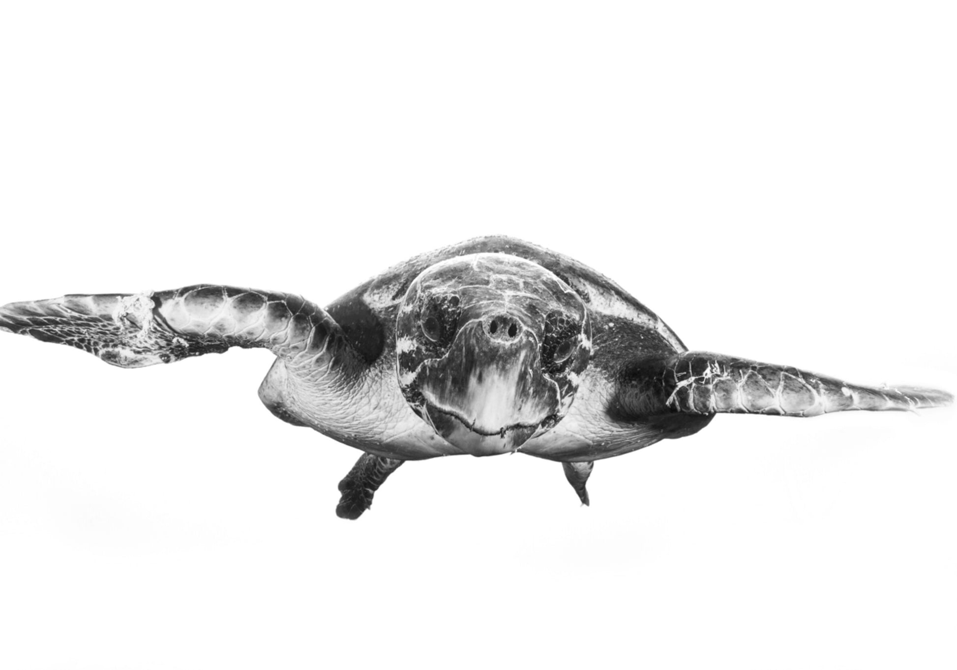 Sierlijke zeeschildpad