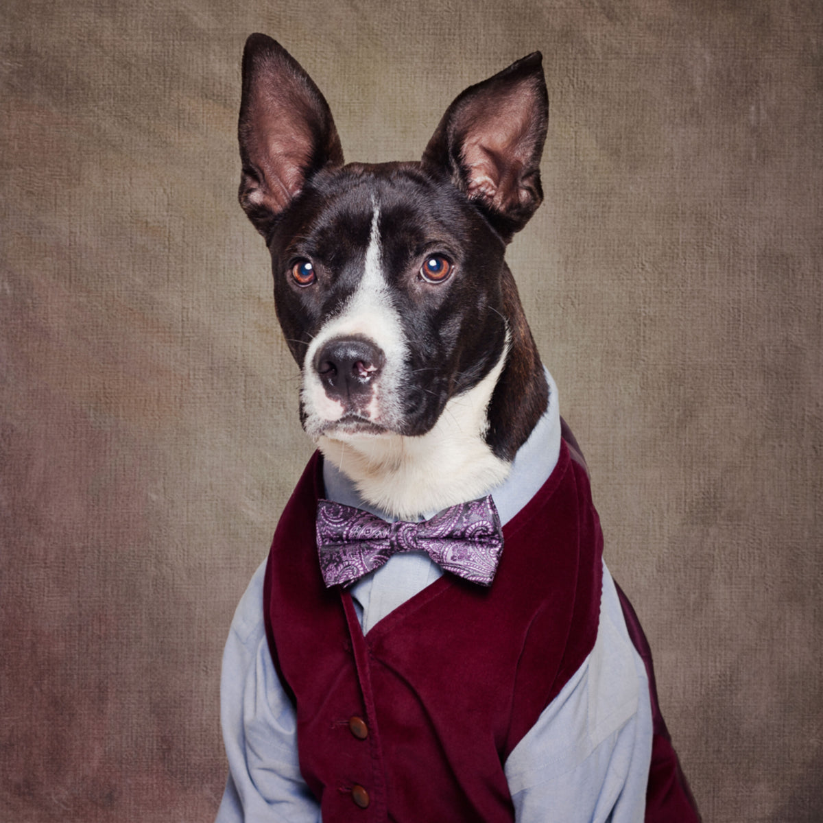 Dappere hond in vest