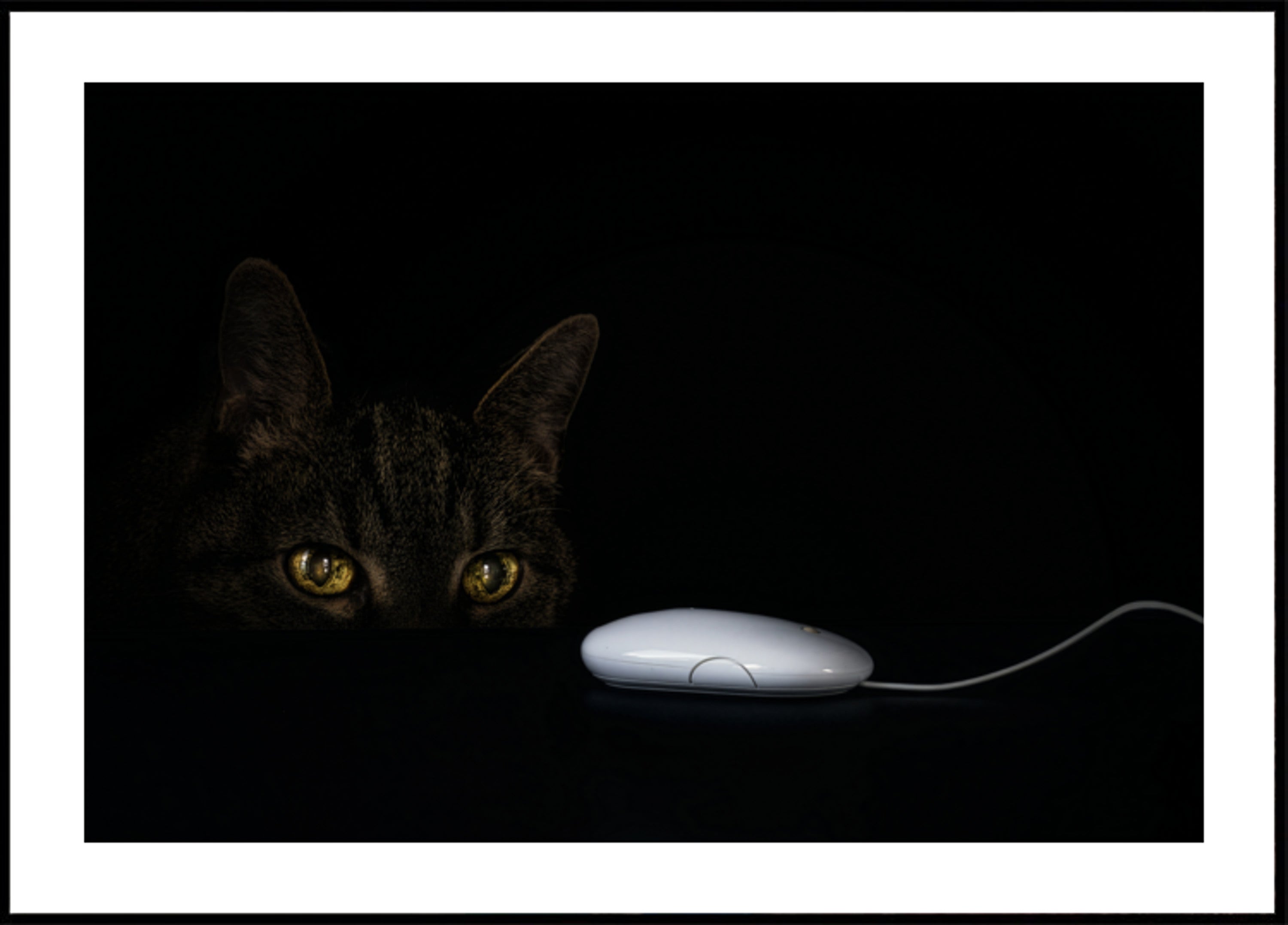 De nieuwsgierige blik van de kat