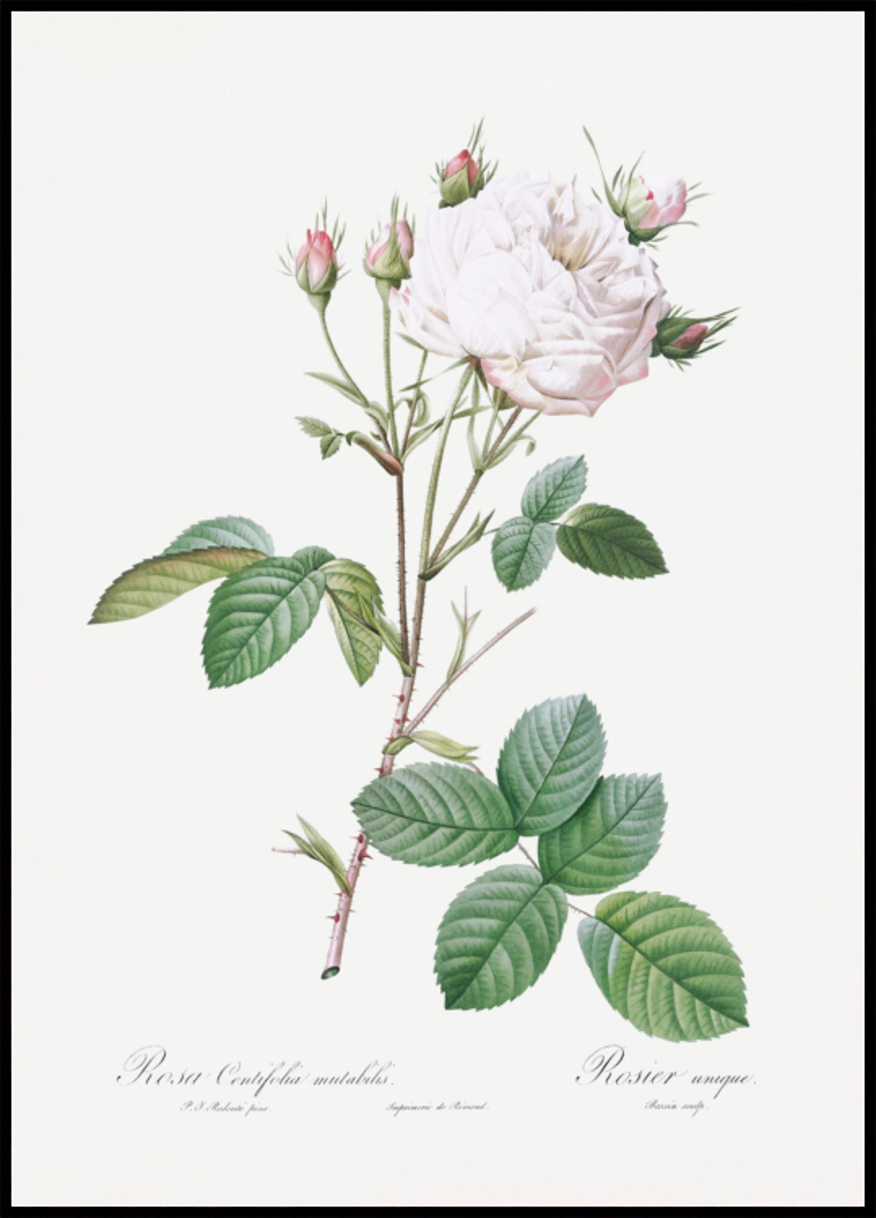 Koolroos Wit Provence, Les Roses (1817-1824)