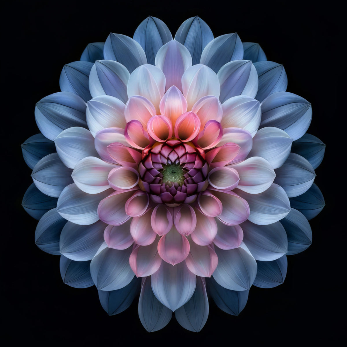 Levendige Dahlia-bloei