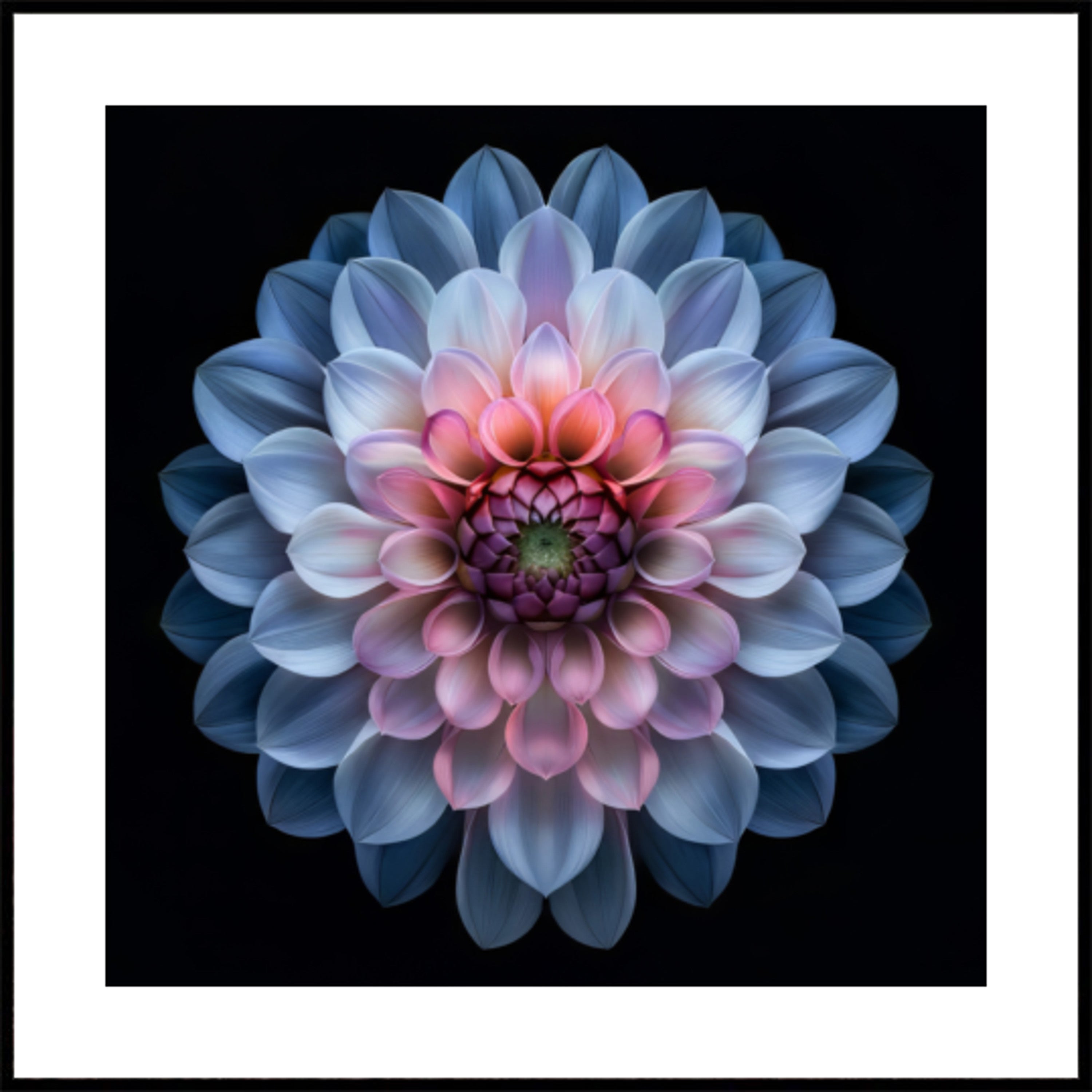 Levendige Dahlia-bloei